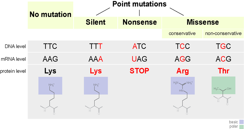 Main Difference - Mutation vs Recombination