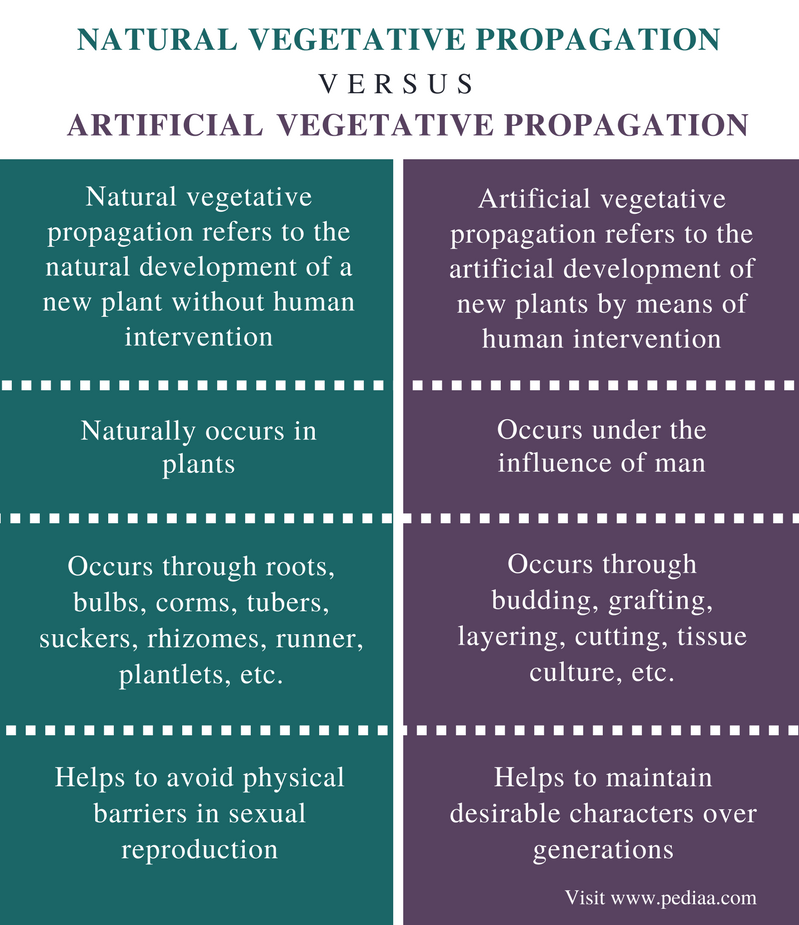 Difference Between Natural and Artificial Vegetative Propagation Definition, Facts, Methods