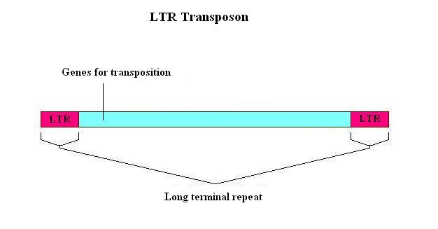 Difference Between Plasmid and Transposon_Figure 4