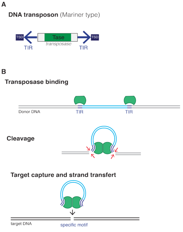 Difference Between Plasmid and Transposon_Figure 6