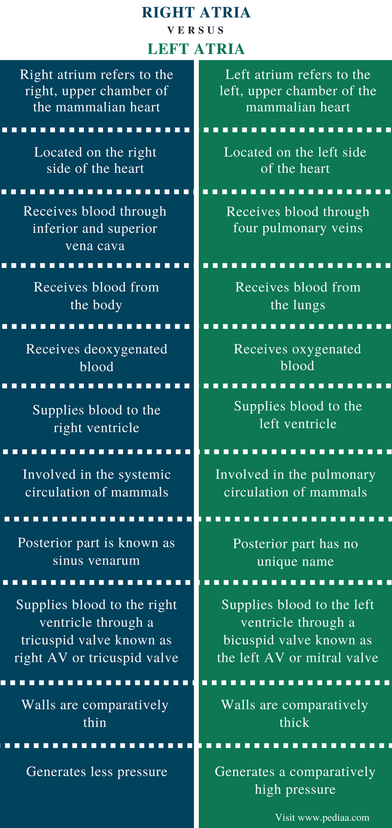 Difference Between Right and Left Atria | Definition, Anatomy