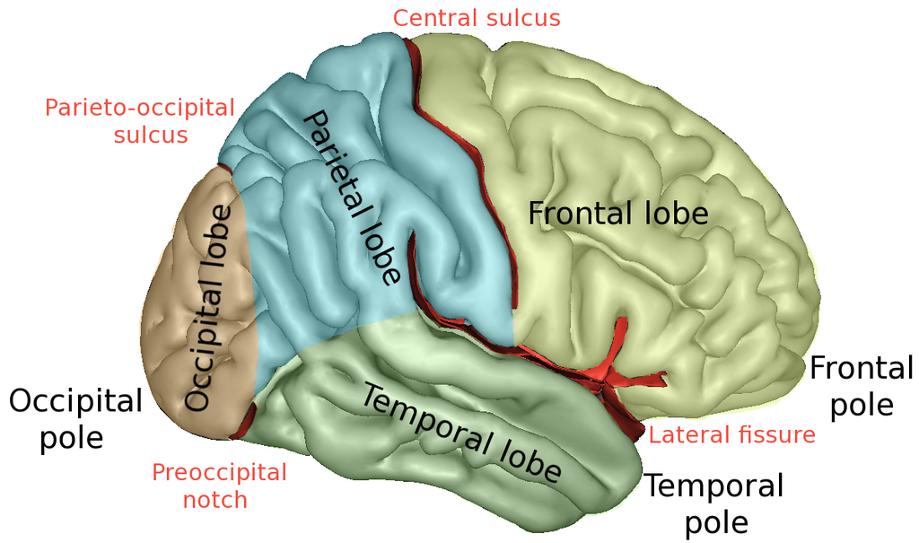 Central Sulcus Is Which Type Of Sulcus