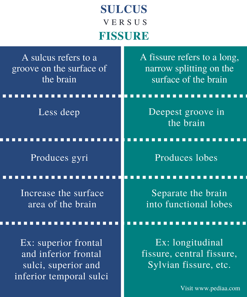 Lateral Fissure Vs Lateral Sulcus