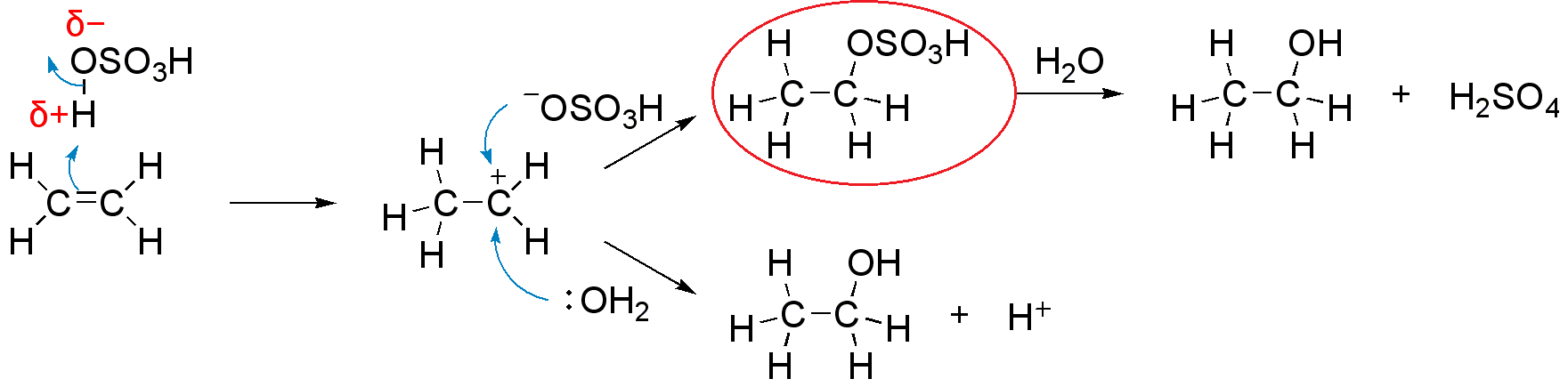 Difference Between Sulfonation and Sulfation