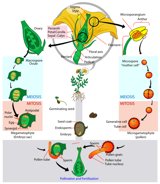 Difference Between Syngamy and Triple Fusion