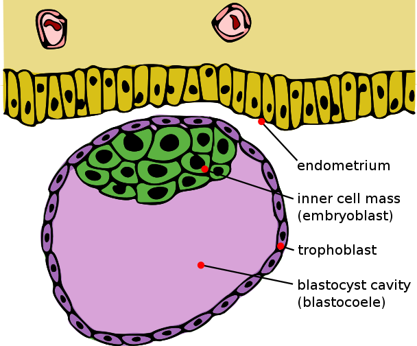 Main Difference - Trophoblast vs Inner Cells Mass