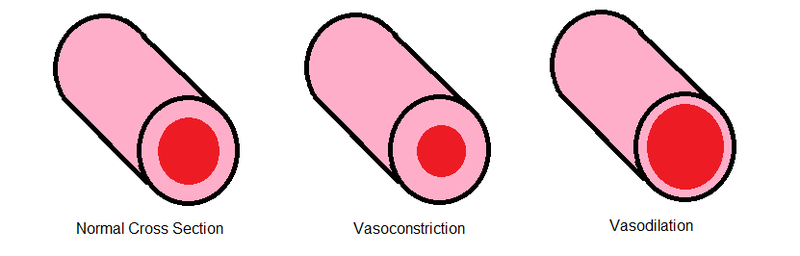 Main Difference - Vasodilation vs Vasoconstriction