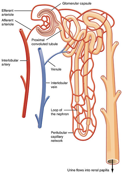 Main Difference - Alveoli vs Nephron