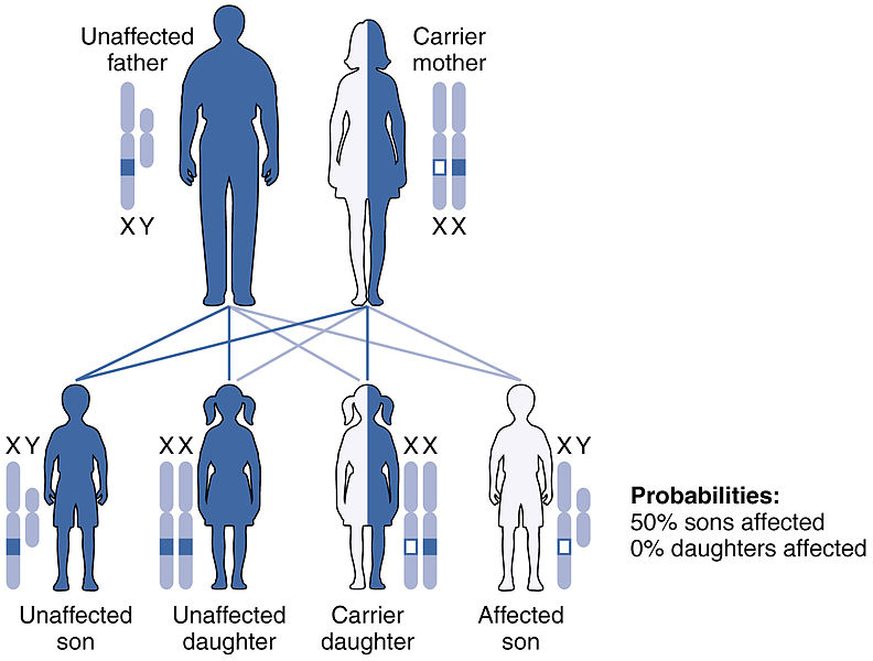 Difference Between Autosomal And X Linked Inheritance Definition Types Examples And Differences 7406