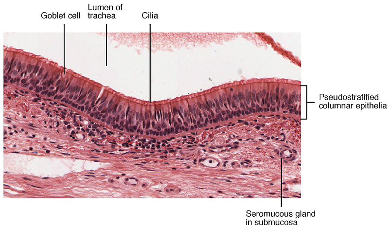 Difference Between Ciliated Epithelial Cell And Squamous Epithelial 