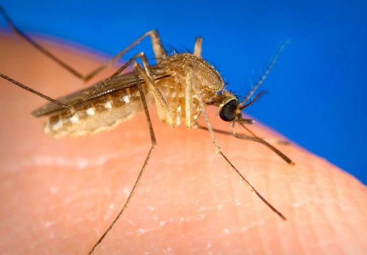 Main Difference - Culex vs Anopheles