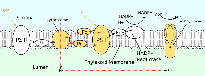 difference-between-cyclic-and-noncyclic-photophosphorylation