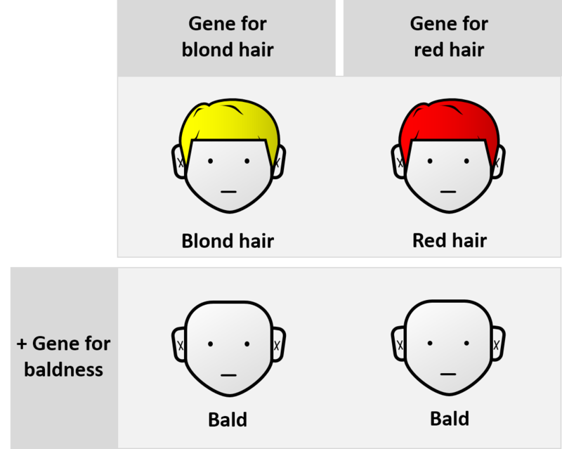 Difference Between Dominance and Epistasis