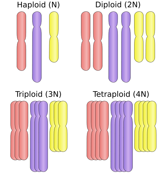 Differenza tra Euploidia e Aneuploidia