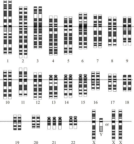  fő különbség-Euploidia vs aneuploidia 