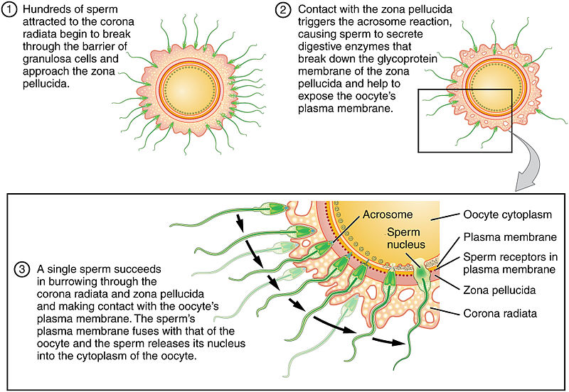 egg-cell-ova-production-function-and-more-lab-tests-guide