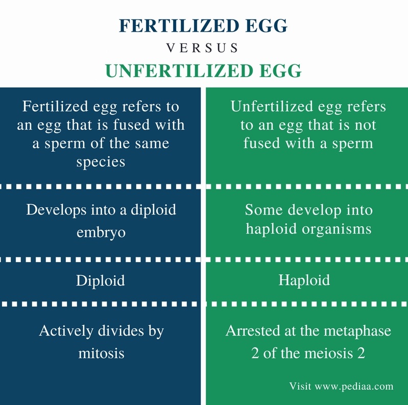 Difference Between Fertilized and Unfertilized Eggs