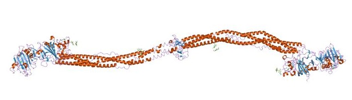 Main Difference - Fibrin vs Fibrinogen
