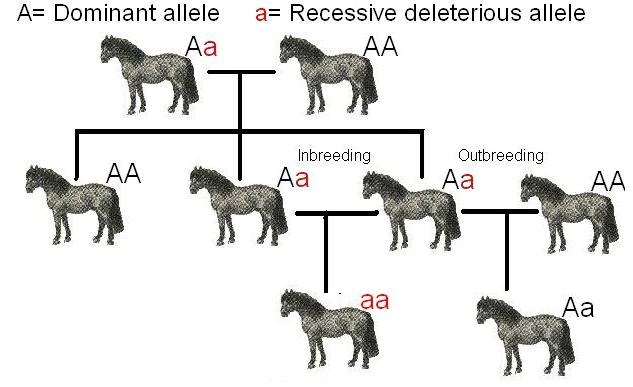 Difference Between Inbreeding And Outbreeding Definition Facts Advantages Disadvantages And Differences