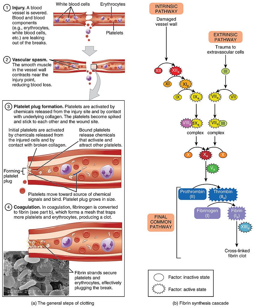 Difference Between Intrinsic And Extrinsic Pathway In Blood Clotting 