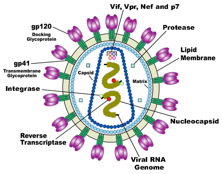 retroviruses and viruses difference