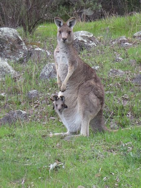 Difference Between Monotremes and Marsupials