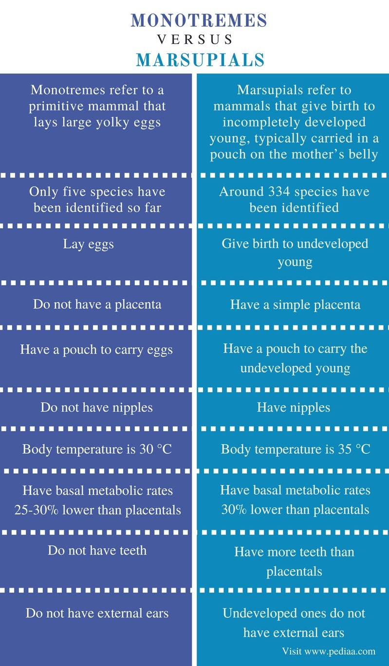 Difference Between Monotremes and Marsupials | Definition, Facts