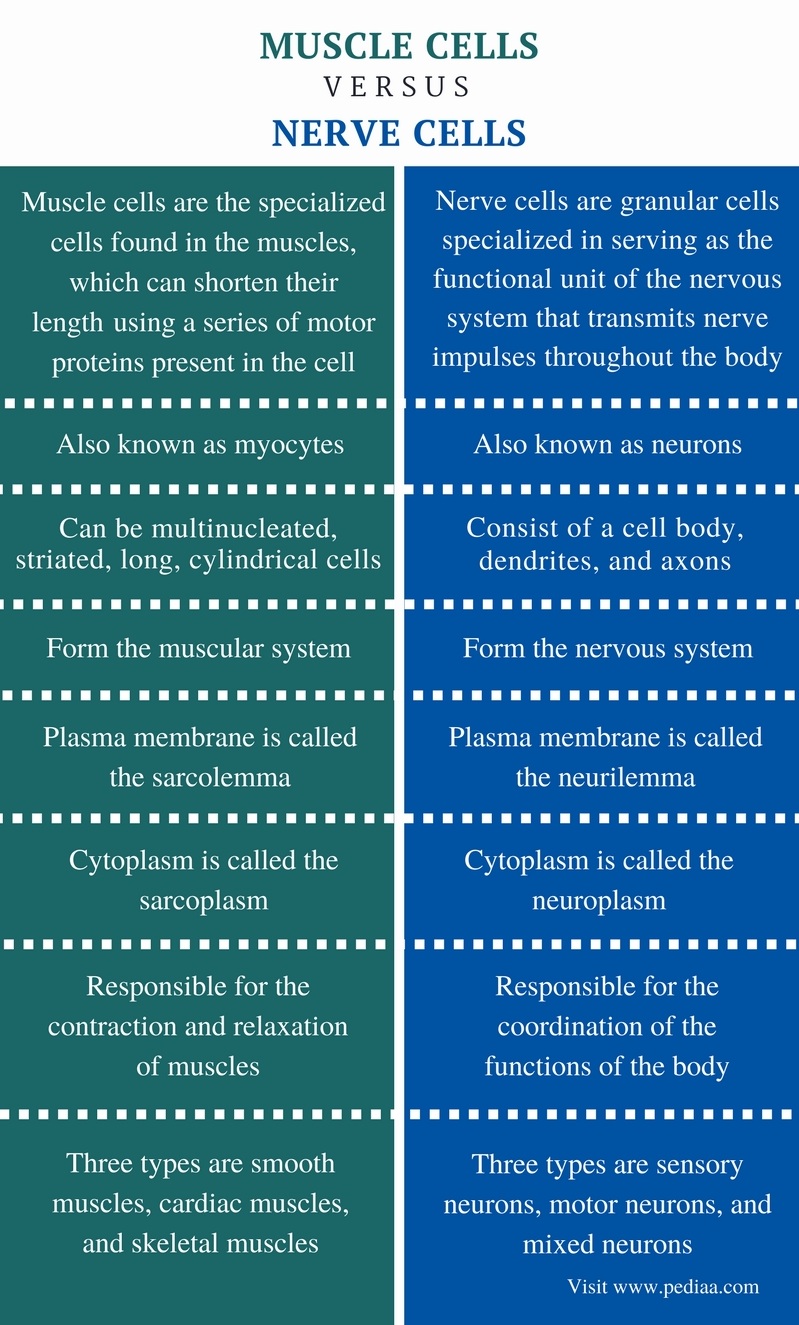 Difference Between Muscle Cells and Nerve Cells | Definition, Structure