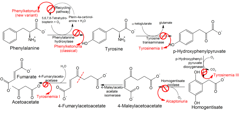 Difference Between Pathology and Pathophysiology