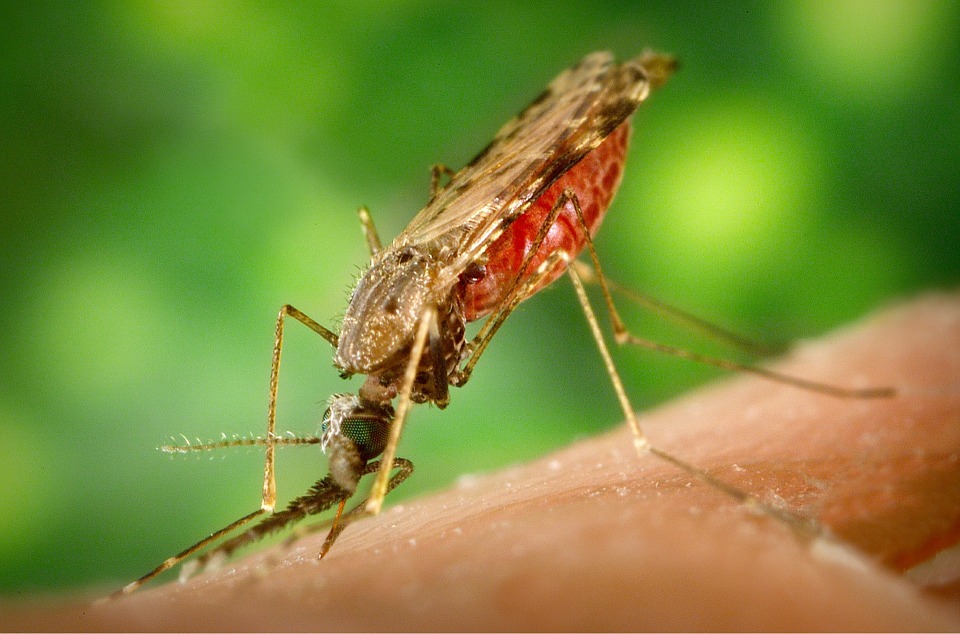 Difference Between Plasmodium Falciparum and Plasmodium Vivax_Figure 1
