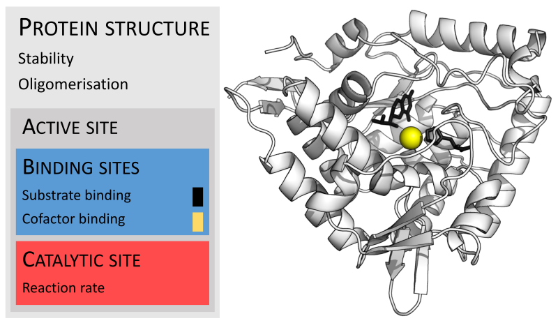 example of prosthetic group in enzyme