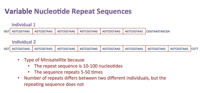 Main Difference - Repetitive DNA vs Satellite DNA