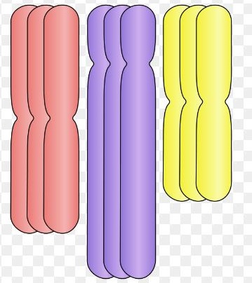 Difference Between Trisomy and Triploidy