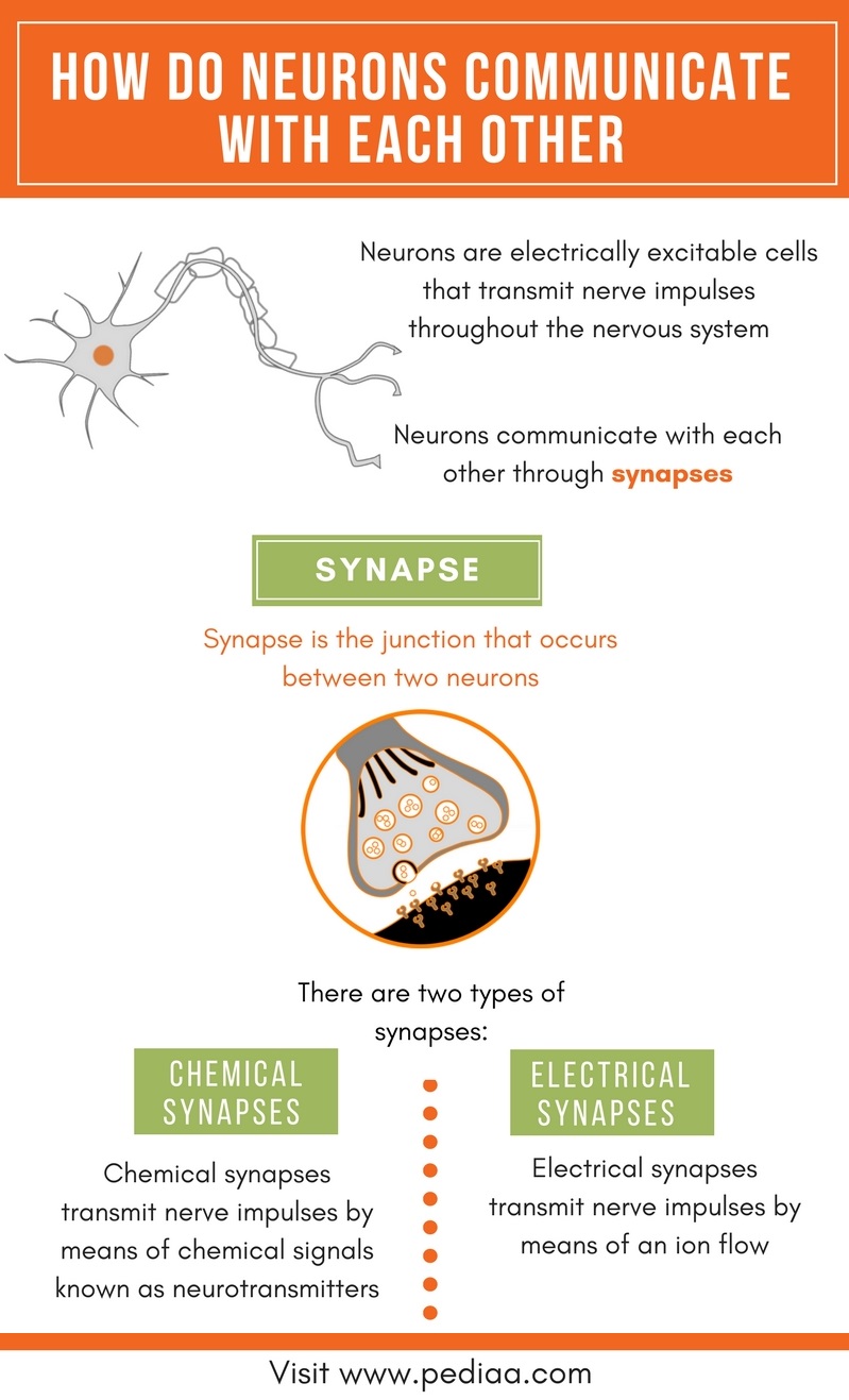 how-do-neurons-communicate-with-each-other-pediaa-com