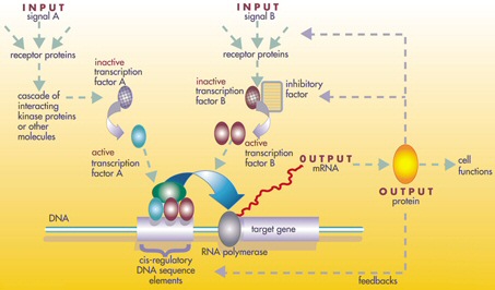 How Can Morphogenesis be Affected by Gene Expression