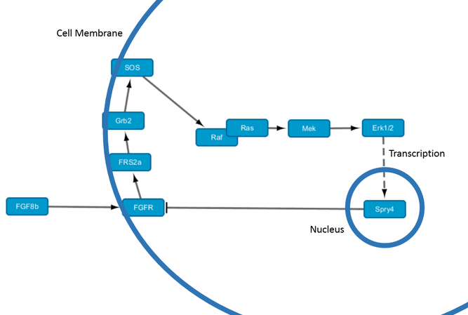 How Can Morphogenesis be Affected by Gene Expression_Figure 2
