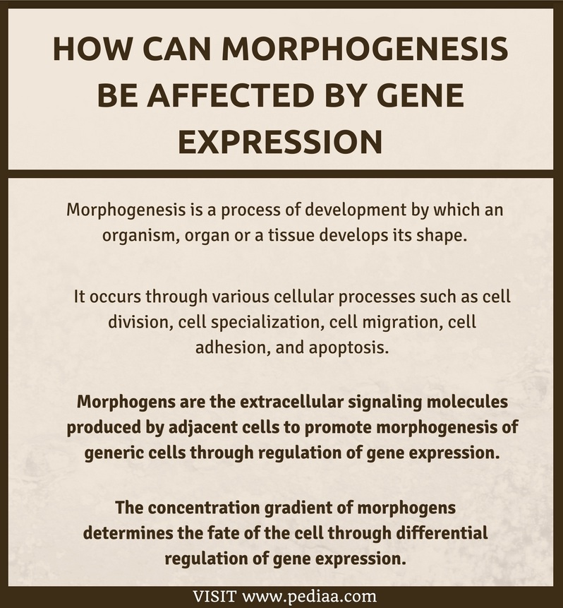 How Can Morphogenesis be Affected by Gene Expression