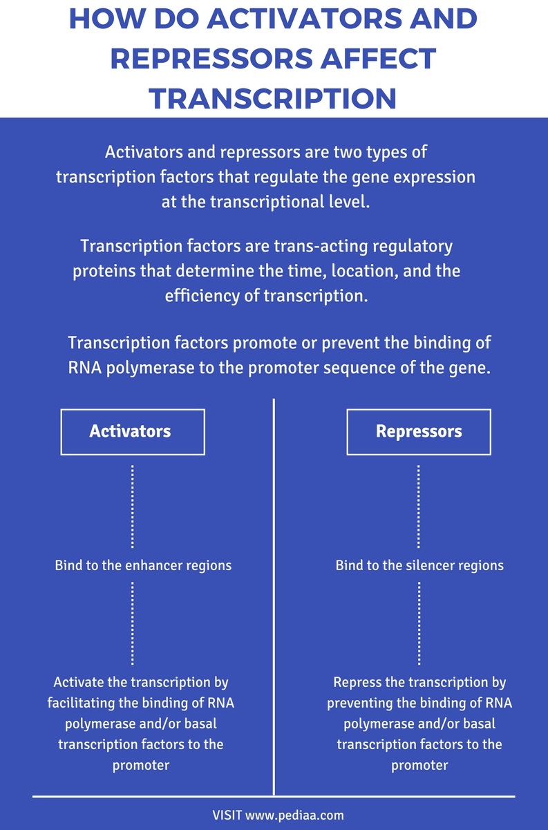 miten aktivaattorit ja Repressorit vaikuttavat transkriptioon-Infographic