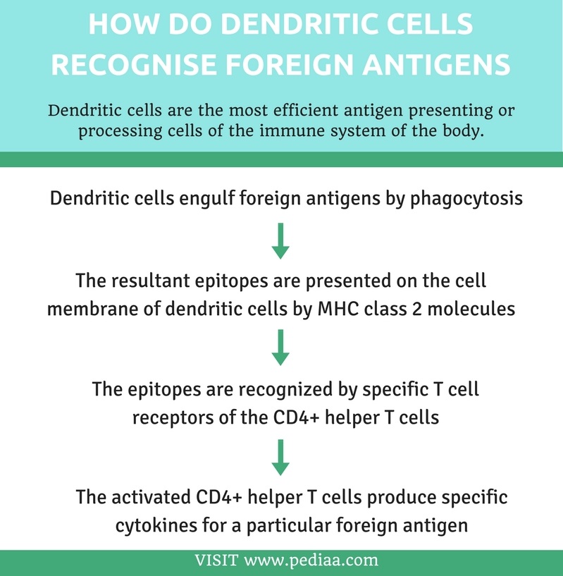 How Do Dendritic Cells Recognise Foreign Antigens