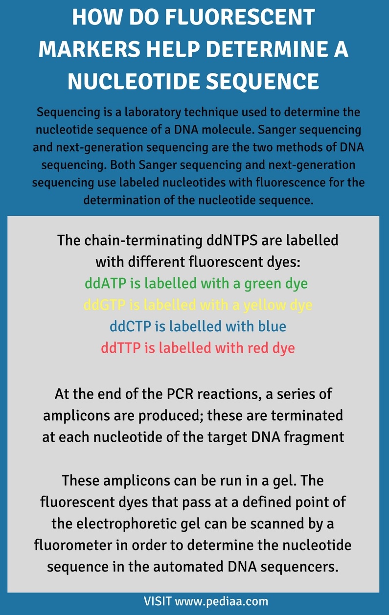 How Do Fluorescent Markers Help Determine a Nucleotide Sequence