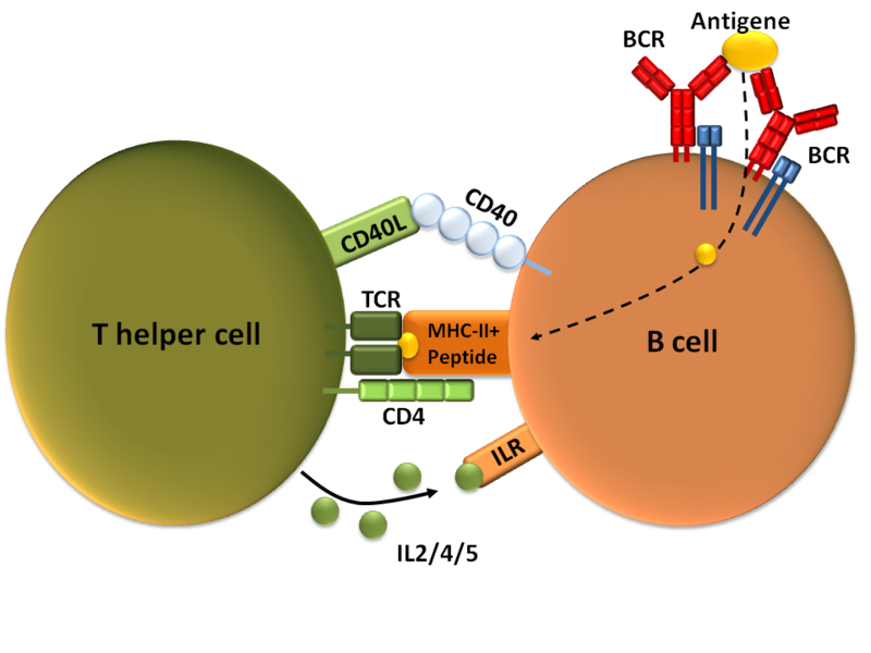 How Do Helper T Cells Activate B Cells