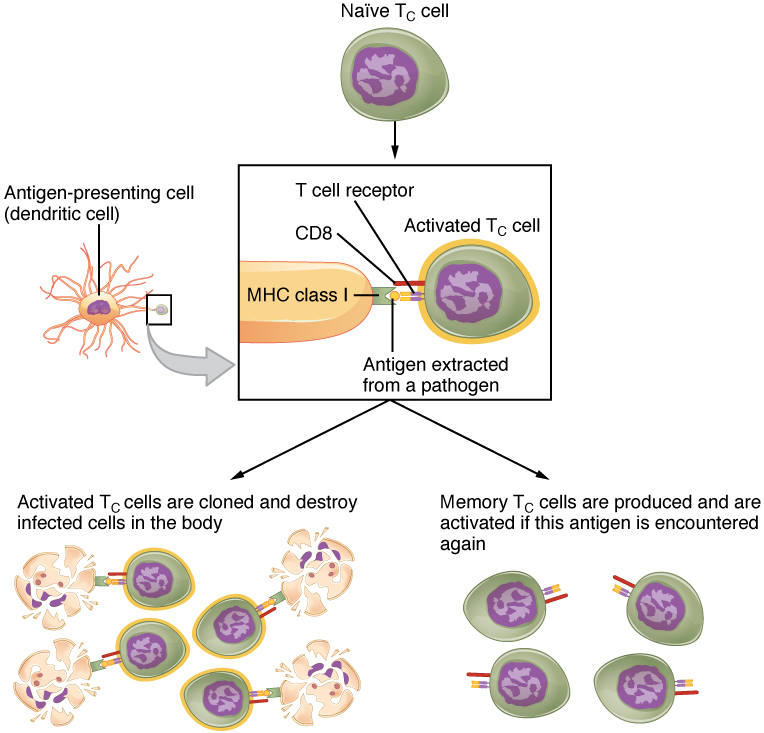 How Do Helper T Cells Activate B Cells