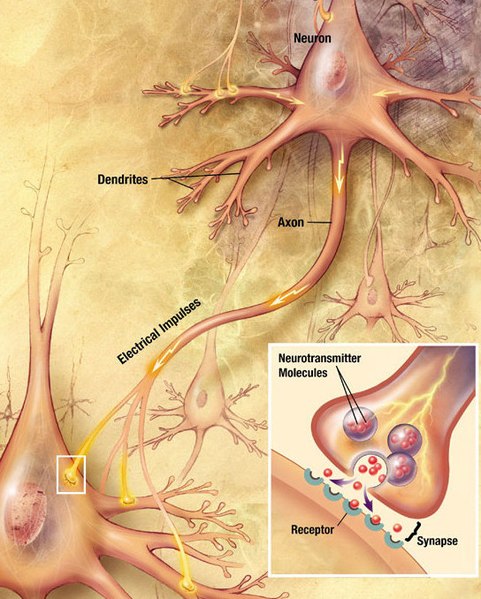 How Do Neurons Communicate With Each Other Pediaacom 8998