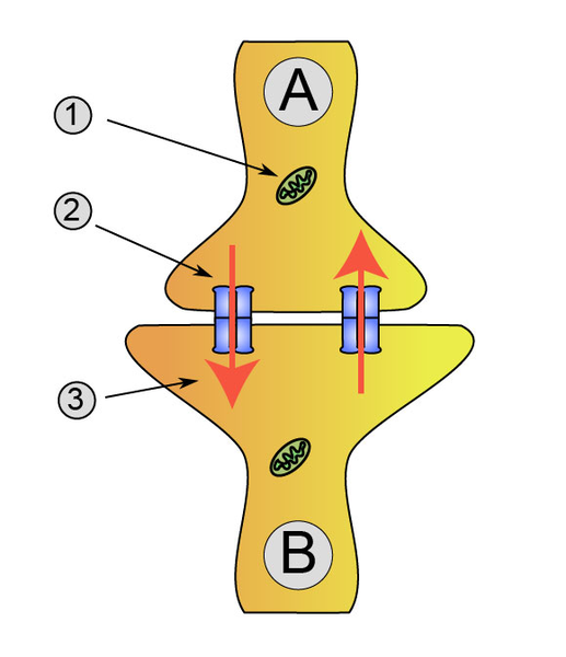 How Do Neurons Communicate With Each Other_Figure 3
