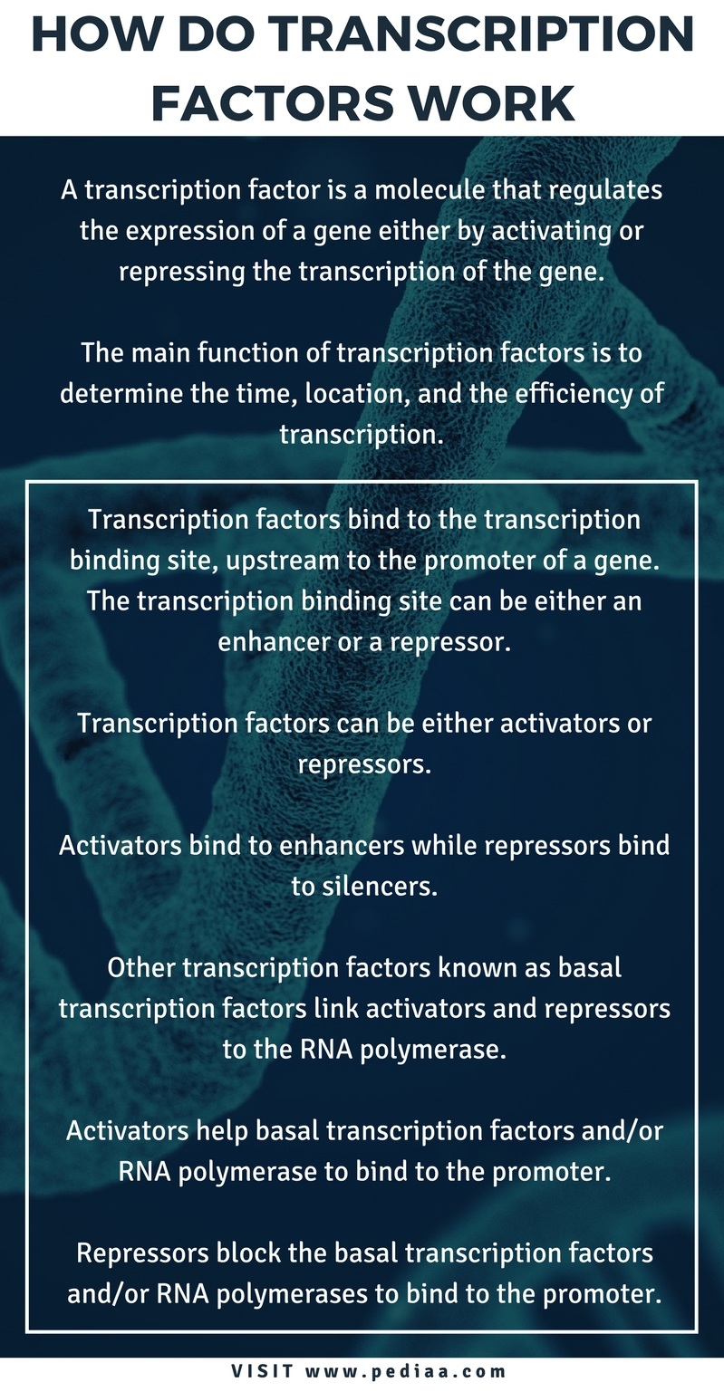 how-do-transcription-factors-work-pediaa-com