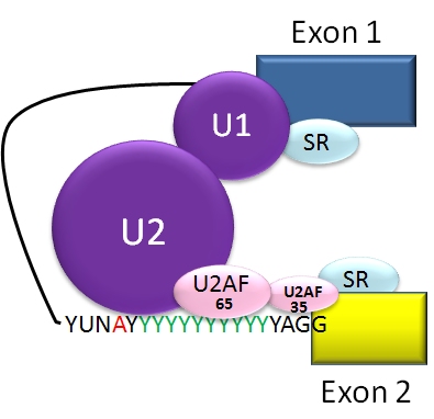 How Does Alternative RNA Splicing Affect Gene Expression_Figure 1