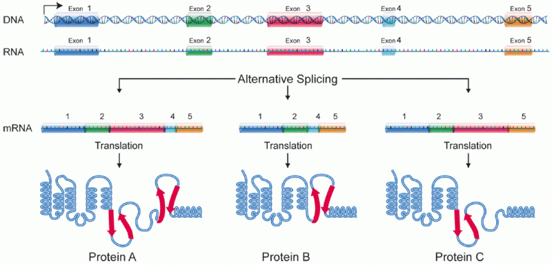 How Does Alternative RNA Splicing Affect Gene Expression - Pediaa.Com