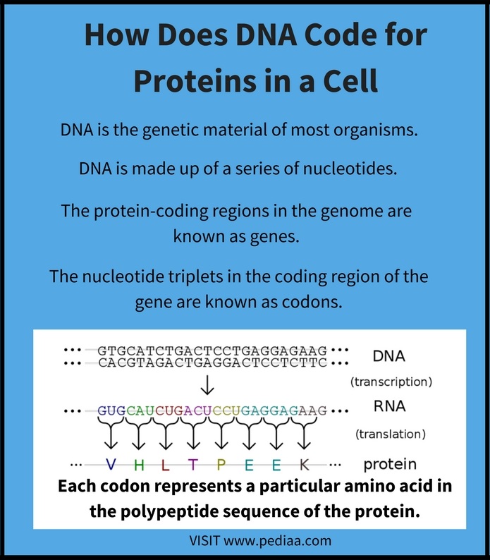 How Does DNA Code For Proteins In A Cell Pediaa Com