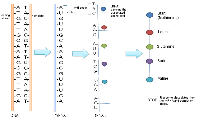 How Does DNA Encode Information Pediaa