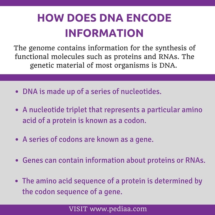 How Does DNA Encode Information - Pediaa.Com